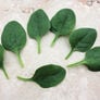 Seaside, (F1) Spinach Seeds - 25,000 Seeds thumbnail number null